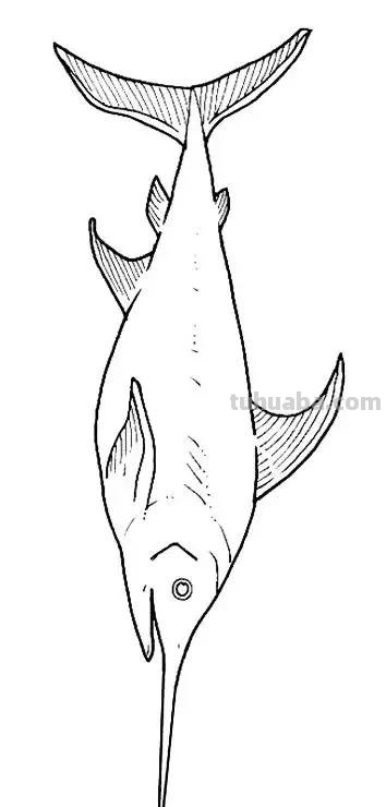 海洋动物简笔画教程，一学就会