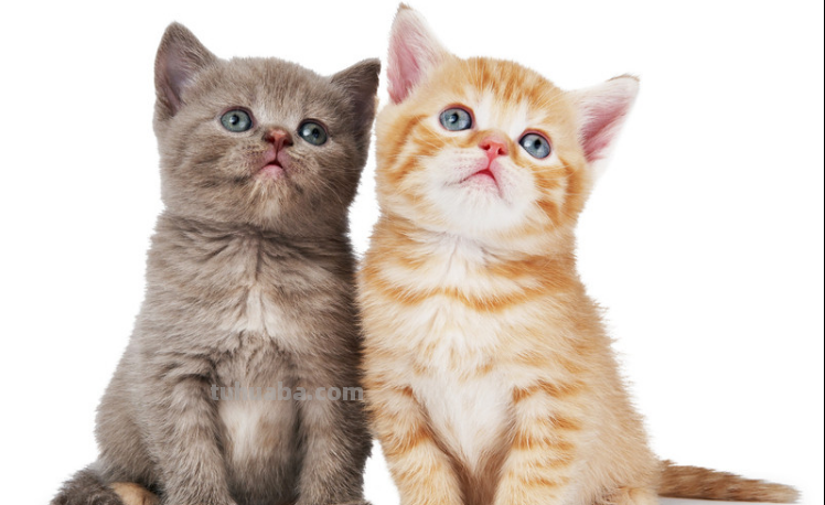 儿童创意美术课题《馋嘴的猫咪》，水墨画确实漂亮又写意啊！
