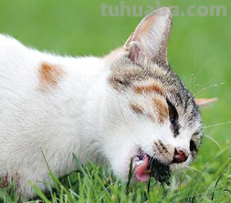 儿童创意美术课题《馋嘴的猫咪》，水墨画确实漂亮又写意啊！