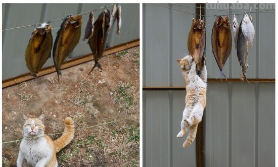 儿童创意美术课题《馋嘴的猫咪》，水墨画确实漂亮又写意啊！