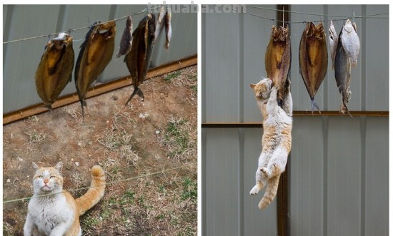 儿童创意美术课题《馋嘴的猫咪》，水墨画确实漂亮又写意啊！