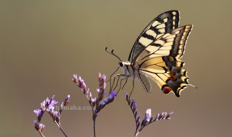 儿童简笔画精选「昆虫」-如何画一只漂亮的蝴蝶(Butterfly) 儿童简笔画精选「昆虫」-如何画一只漂亮的蝴蝶(Butterfly)