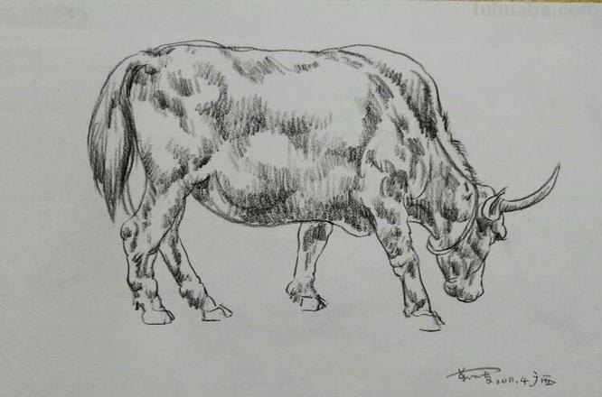 黄牛吃草速写 黄牛吃草什么意思？