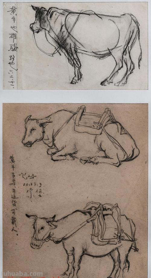 黄牛吃草速写 黄牛吃草什么意思？