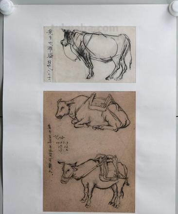 黄牛吃草速写 黄牛吃草什么意思？