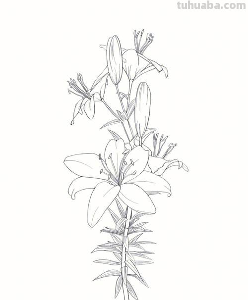 卡通百合花简笔画 卡通百合花简笔画图片