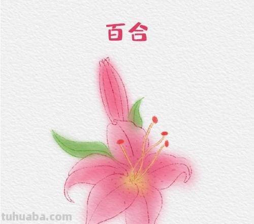 卡通百合花简笔画 卡通百合花简笔画图片