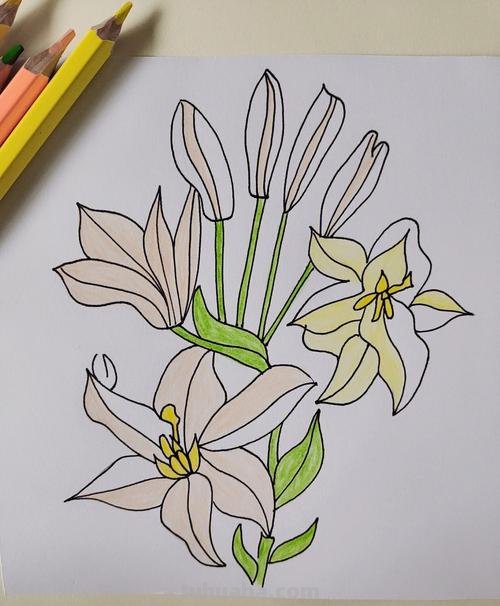 卡通百合花简笔画 卡通百合花简笔画图片