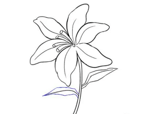 百合花怎么画简笔画又漂亮