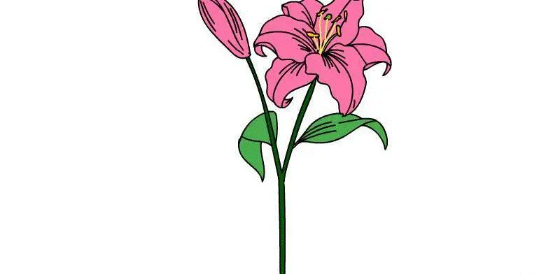 百合花怎么画简笔画又漂亮