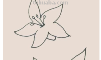 怎样画百合花简笔画