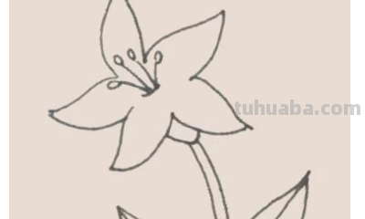 怎样画百合花简笔画