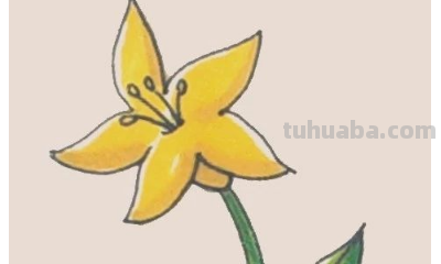 怎样画百合花简笔画