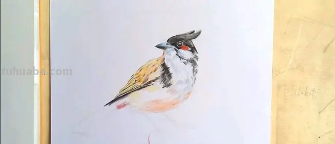 卡通彩铅小鸟怎么画 鸟语花香彩铅绘画步骤？