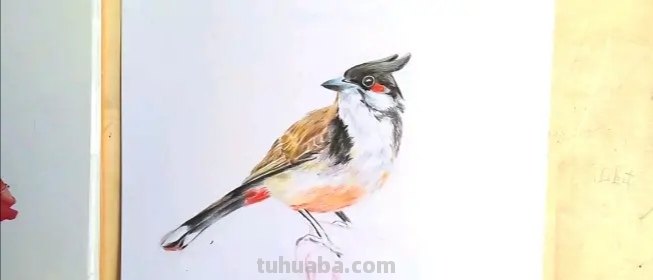 卡通彩铅小鸟怎么画 鸟语花香彩铅绘画步骤？