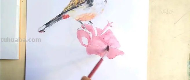 卡通彩铅小鸟怎么画 鸟语花香彩铅绘画步骤？