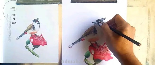 卡通彩铅小鸟怎么画 鸟语花香彩铅绘画步骤？