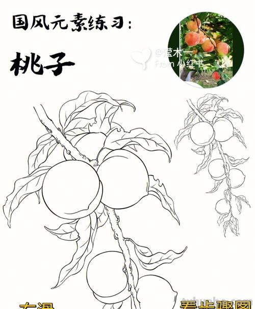 桃子简笔画 桃子简笔画图片