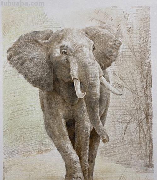 大象怎么画 彩铅颜色 大象怎么画？
