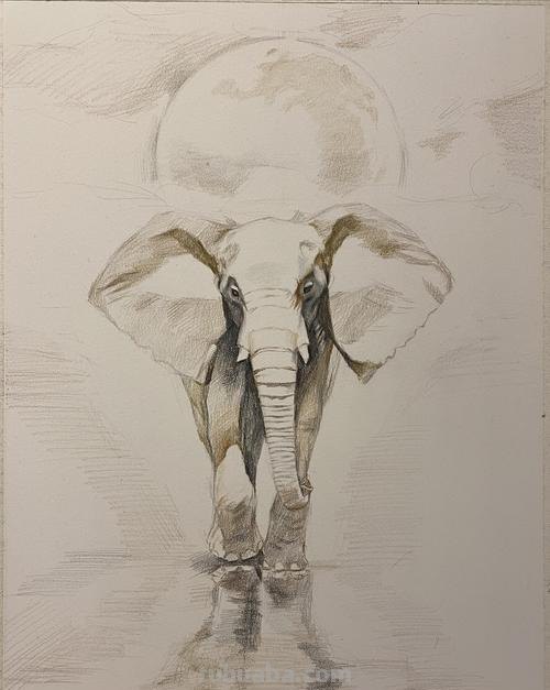 大象怎么画 彩铅颜色 大象怎么画？