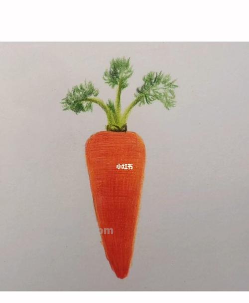 彩铅胡萝卜怎么画 水果蔬菜彩铅画教程？