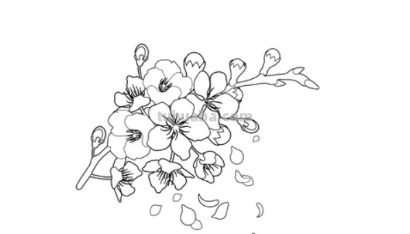 樱桃花怎么画简笔画