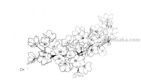樱桃花怎么画简笔画