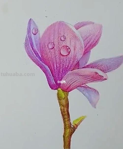 实用教程干货，如何用彩铅画一幅粉色花卉？