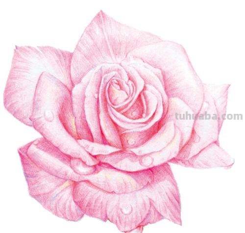 实用教程干货，如何用彩铅画一幅粉色花卉？