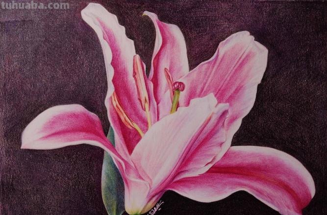 实用教程干货，如何用彩铅画一幅粉色花卉？