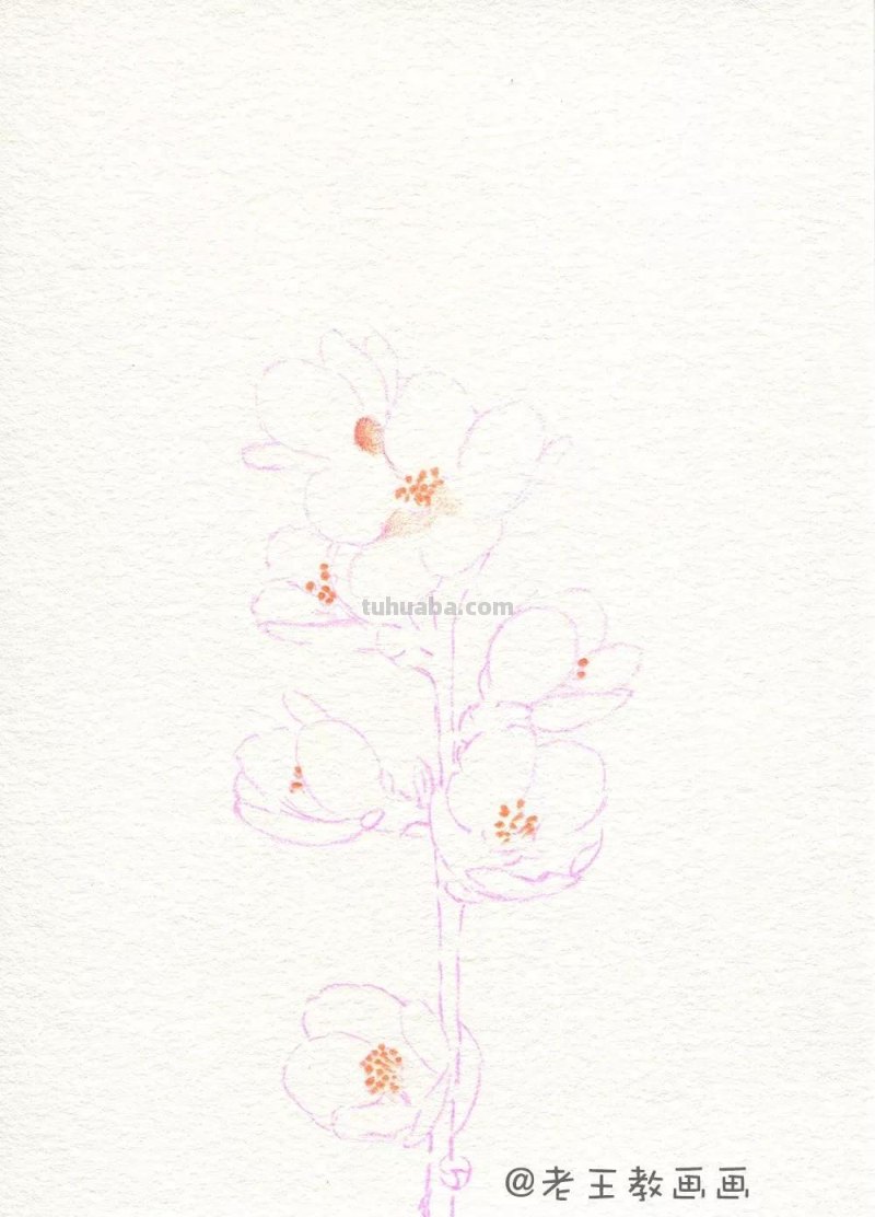 实用教程干货，如何用彩铅画一幅粉色花卉？