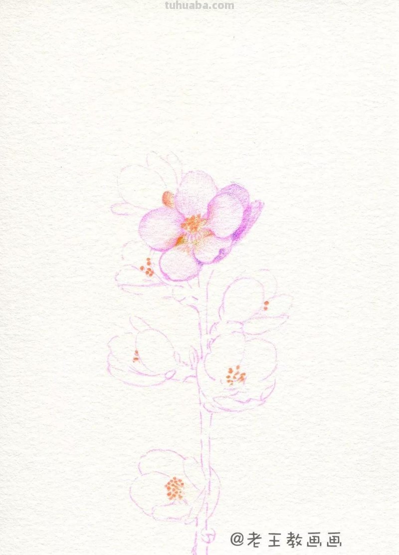 实用教程干货，如何用彩铅画一幅粉色花卉？