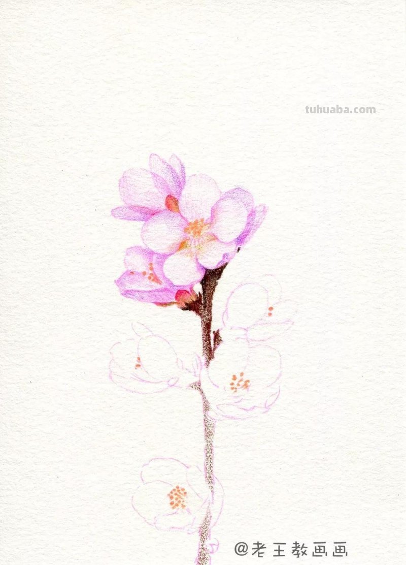 实用教程干货，如何用彩铅画一幅粉色花卉？
