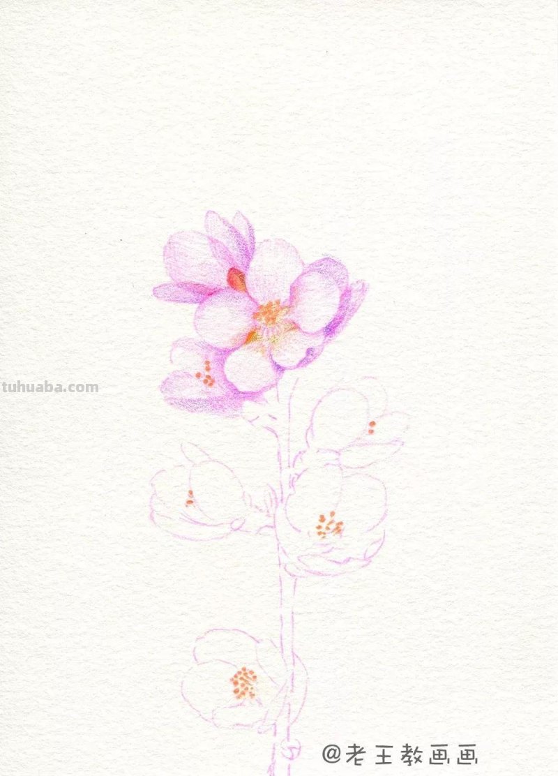 实用教程干货，如何用彩铅画一幅粉色花卉？