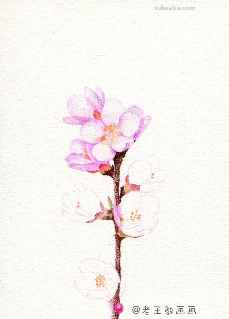 实用教程干货，如何用彩铅画一幅粉色花卉？