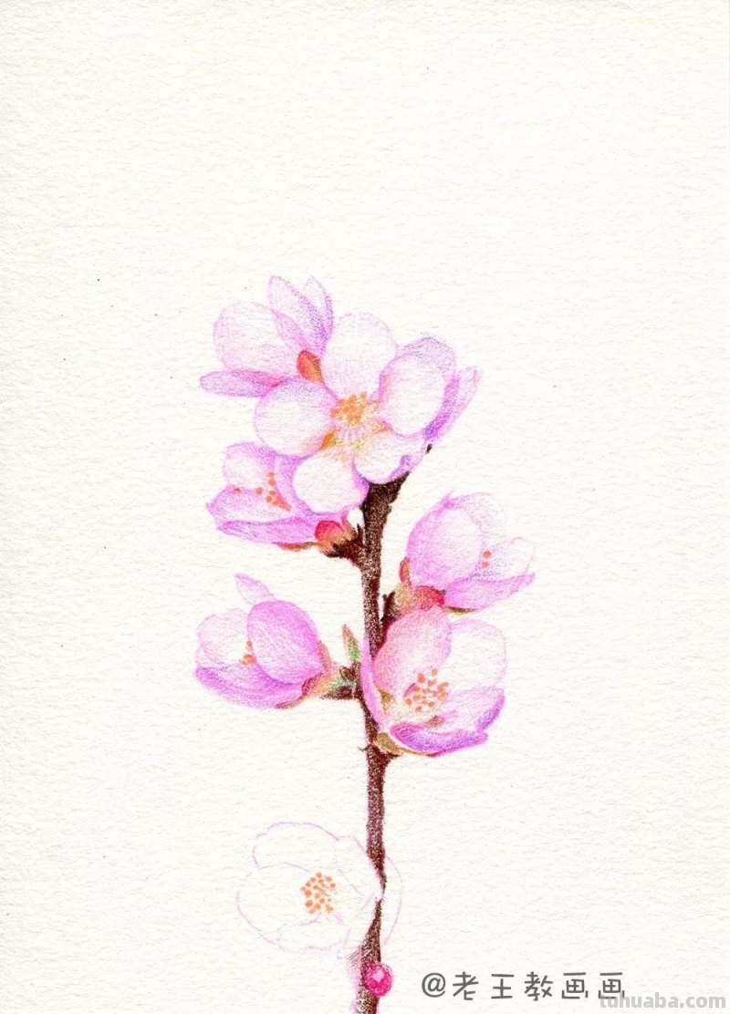 实用教程干货，如何用彩铅画一幅粉色花卉？