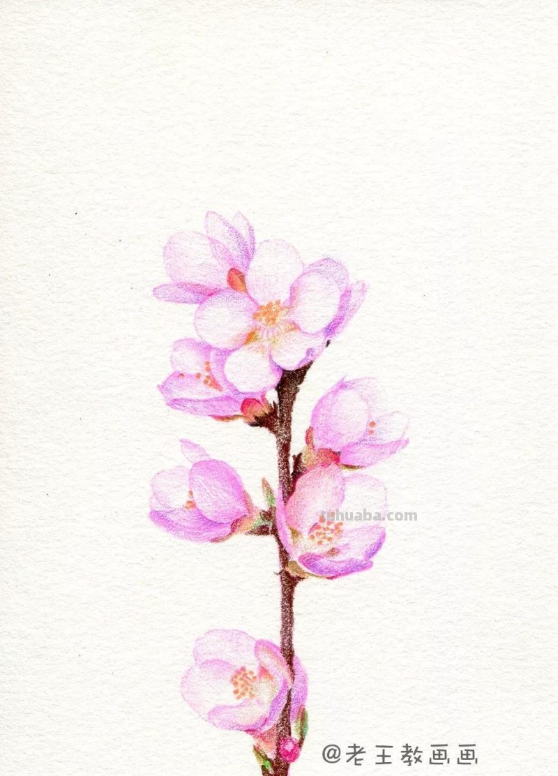 实用教程干货，如何用彩铅画一幅粉色花卉？