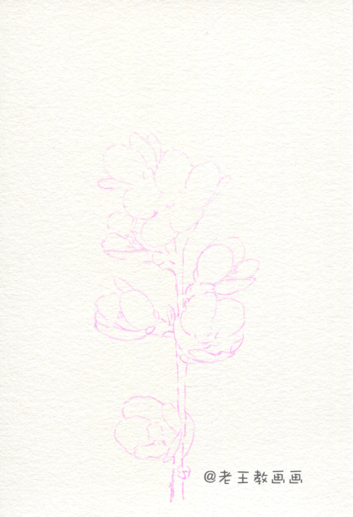实用教程干货，如何用彩铅画一幅粉色花卉？