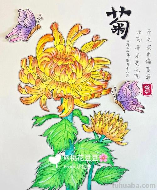 如何用彩铅画菊花，这是我见过最详细的教程
