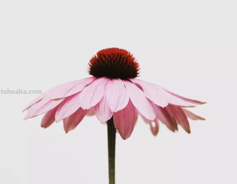 如何用彩铅画菊花，这是我见过最详细的教程