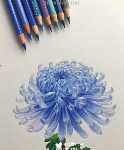 如何用彩铅画菊花，这是我见过最详细的教程