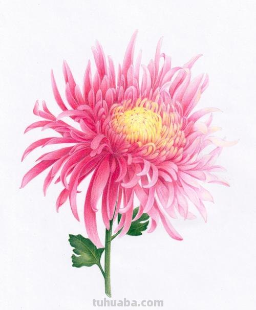 如何用彩铅画菊花，这是我见过最详细的教程