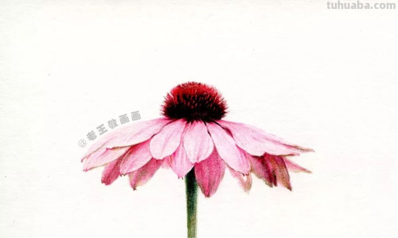 如何用彩铅画菊花，这是我见过最详细的教程