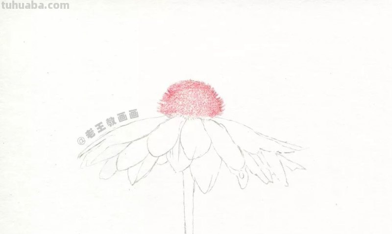 如何用彩铅画菊花，这是我见过最详细的教程