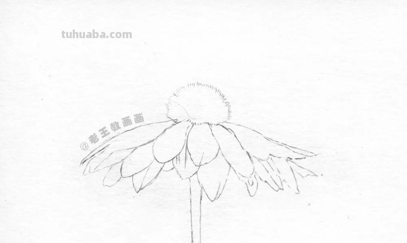 如何用彩铅画菊花，这是我见过最详细的教程