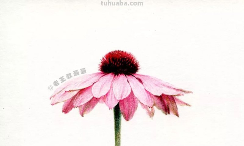 如何用彩铅画菊花，这是我见过最详细的教程
