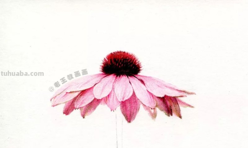 如何用彩铅画菊花，这是我见过最详细的教程