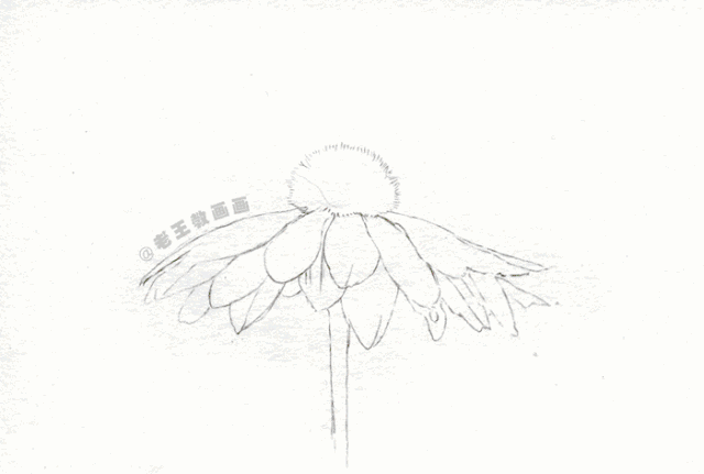 如何用彩铅画菊花，这是我见过最详细的教程