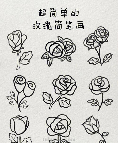 如何画玫瑰花简笔画 如何画玫瑰花简笔画图片