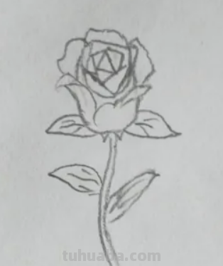 玫瑰花怎么画简笔画 玫瑰花怎么画简笔画